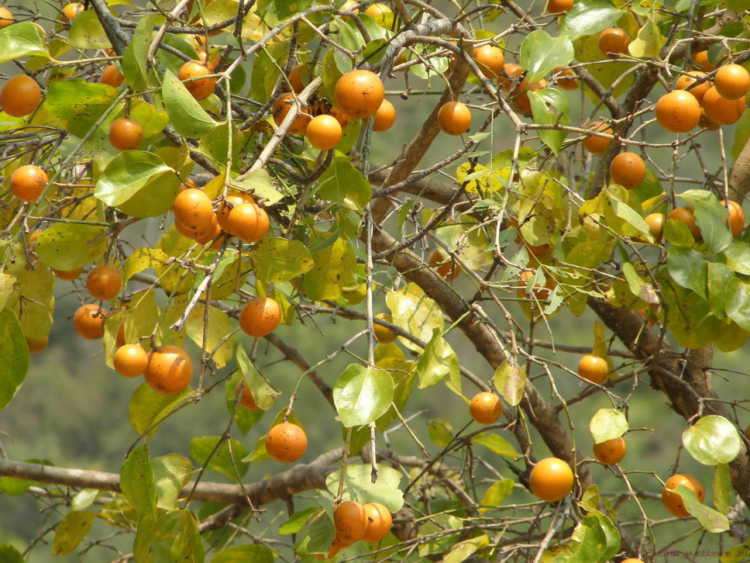 Strychnine Tree fruits