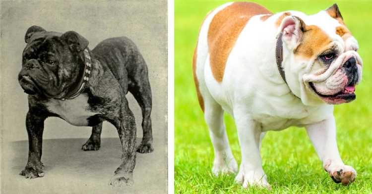British Bulldog then and now
