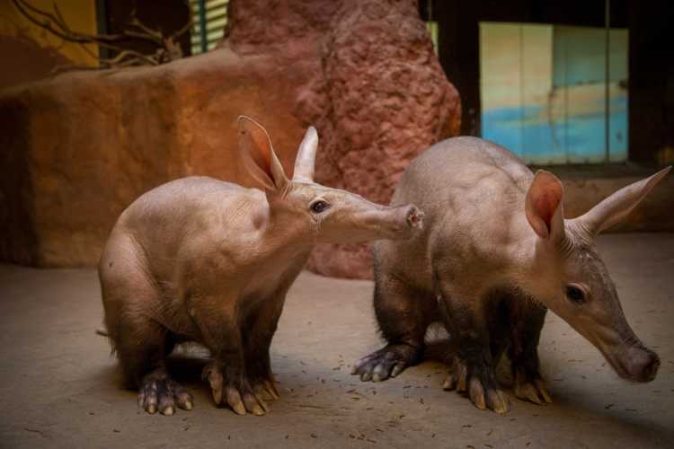 Aardvark Cubs