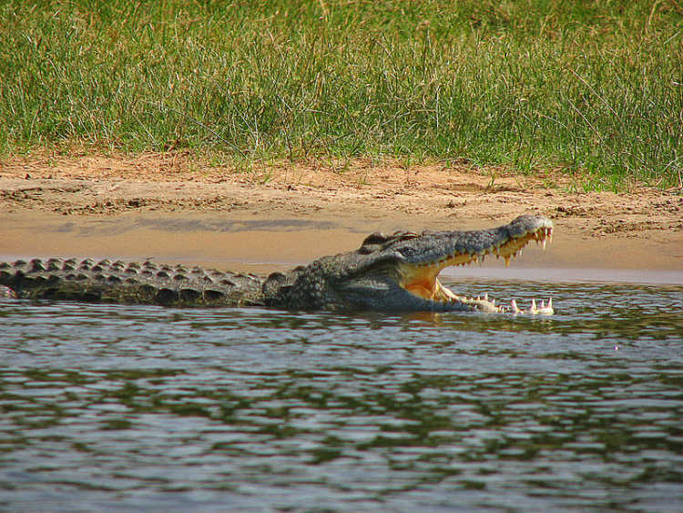 Nile Crocodile Crocodylus niloticus