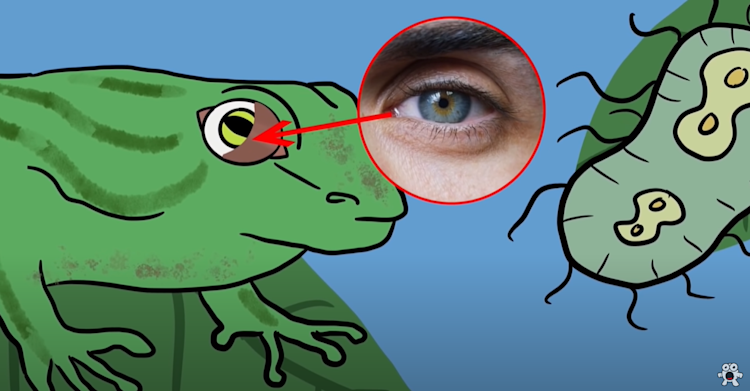 the caruncle is an evolutionary remnant of a third eyelid that reptiles, fish, amphibians and birds still possess the caruncle is an evolutionary remnant of a third eyelid that reptiles, fish, amphibians and birds still possess