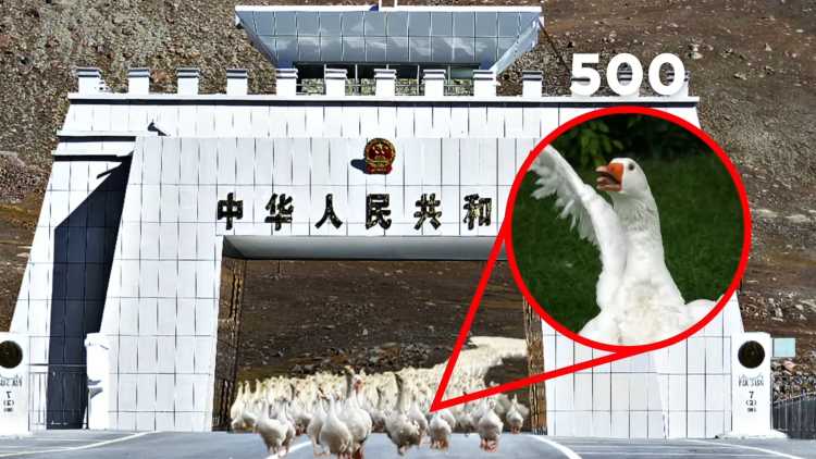 china guard geese