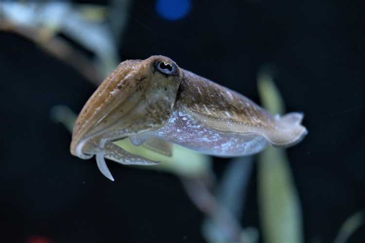 18. Male Cuttlefish