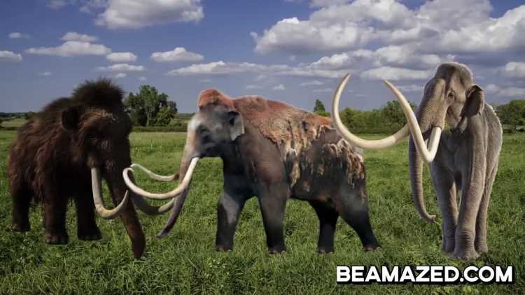 Farmer’s Mysterious Discovery Jeffersonian mammoth woolly mammoth Columbian mammoth
