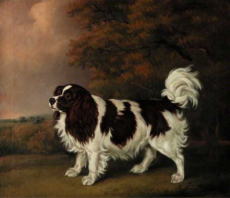 Cavalier King Charles Spaniel painting