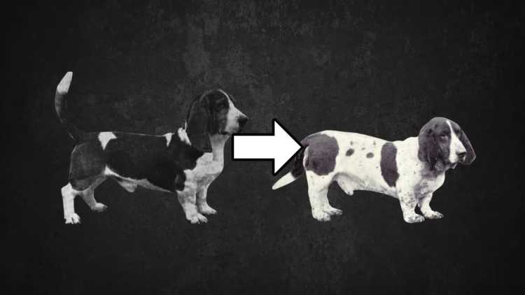 100 Years of Breeding Changed These Popular Dog Breeds basset hound