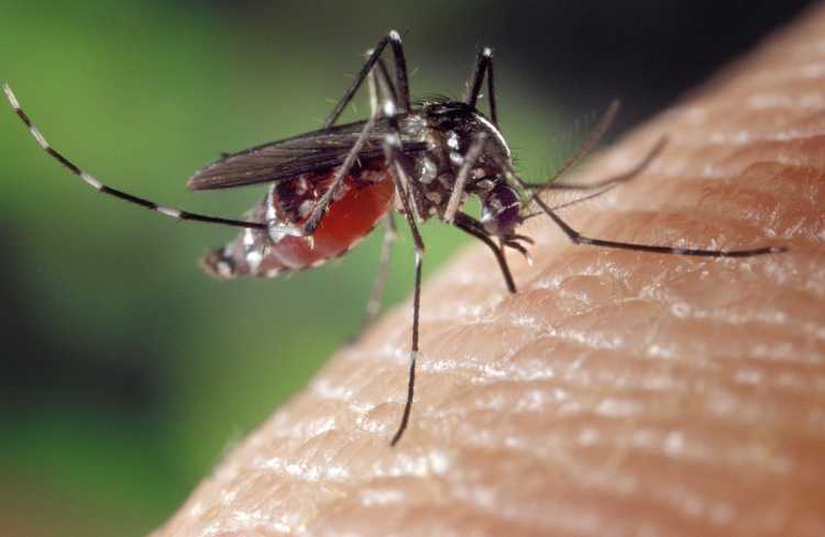 Dangerous Bugs Mosquitos