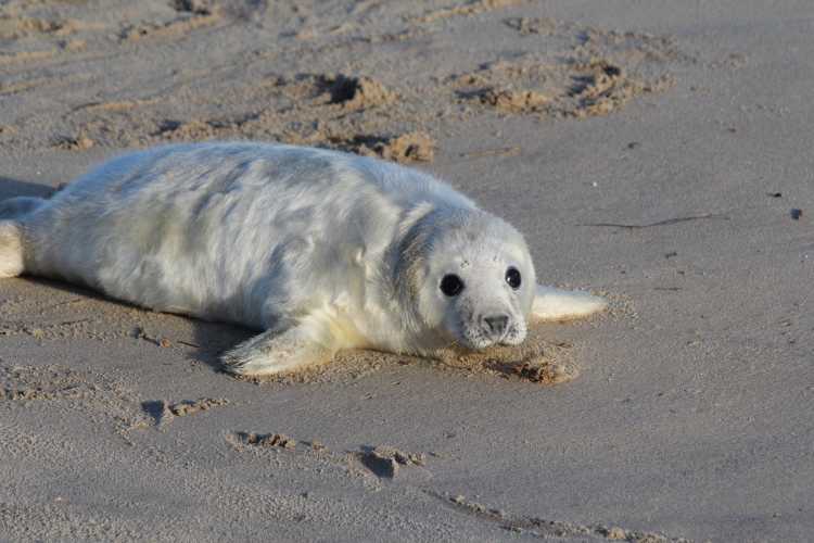 Grey Seal Pups white fur