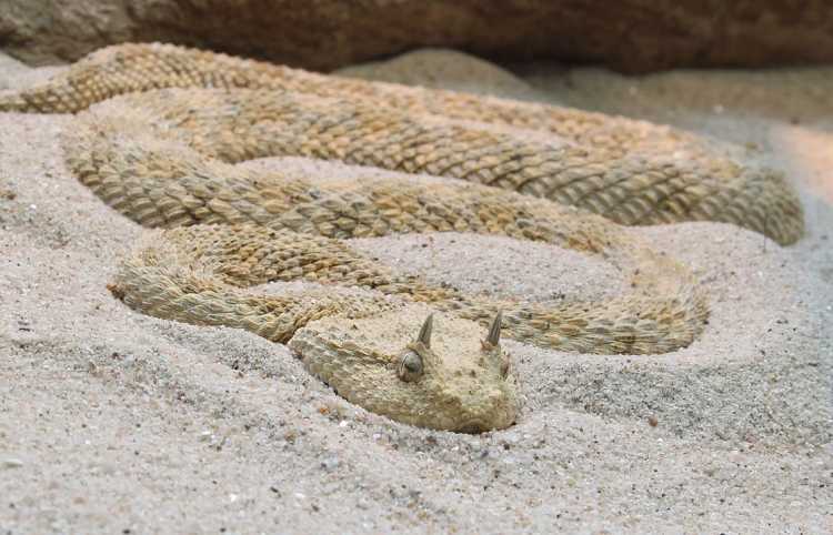 Rarest Snakes in the World Saharan Horned Viper