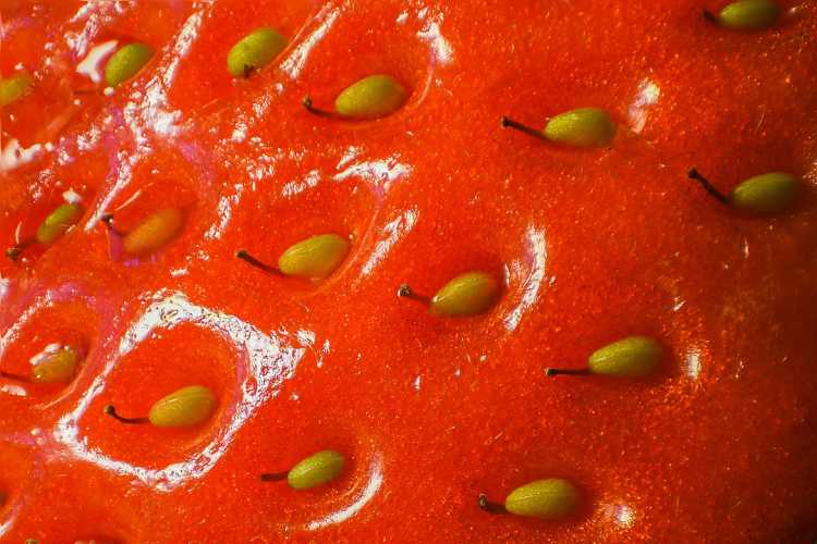 Foods That Originally Looked Totally Different achenes Strawberry