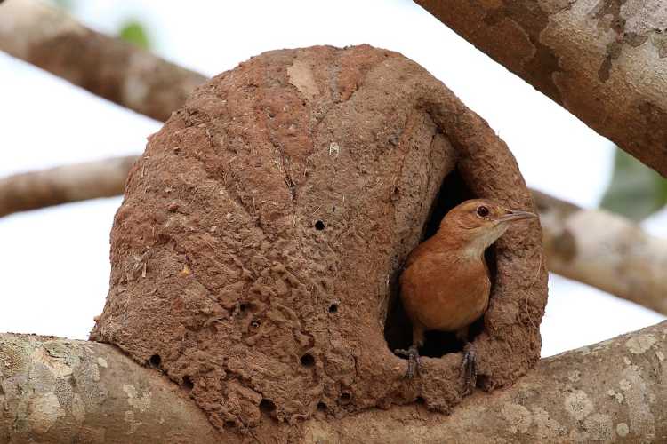 Red ovenbird clay nest 