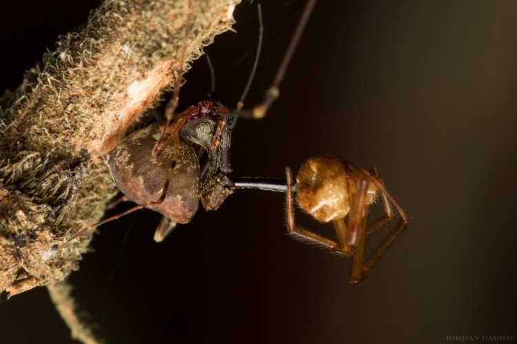 pelican spider hunting