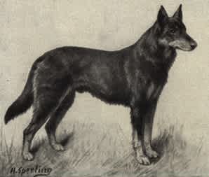 German Shepherd 1909 illustration