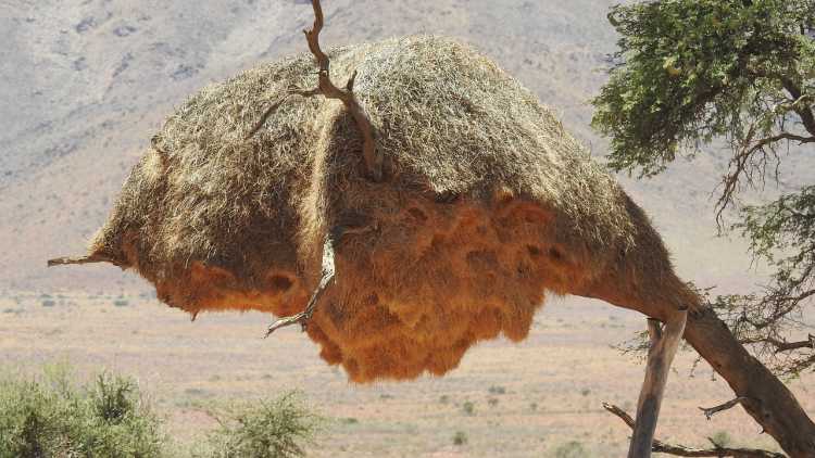 Sociable Weaver bird nest hut-like