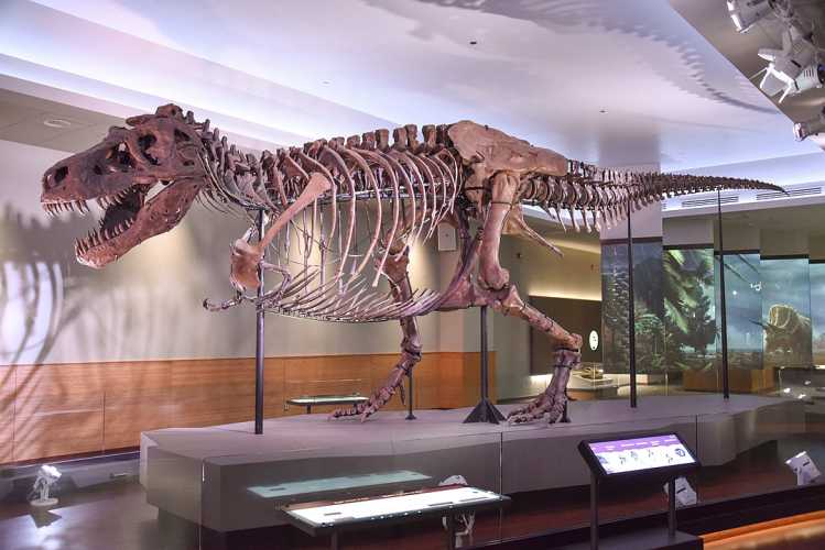 Farmer’s Mysterious Discovery Most Complete T-Rex Skeleton