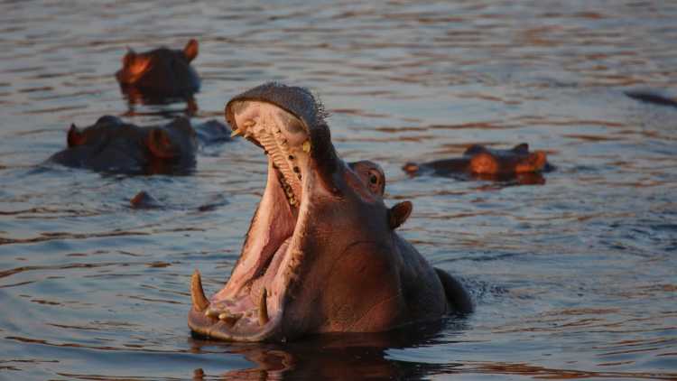 hippo jaws