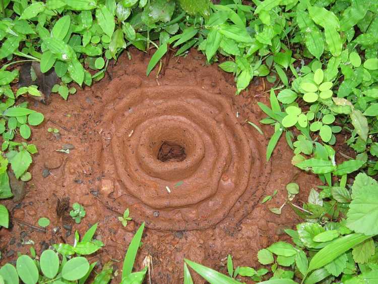 Indian Harvester Ants maze like nest