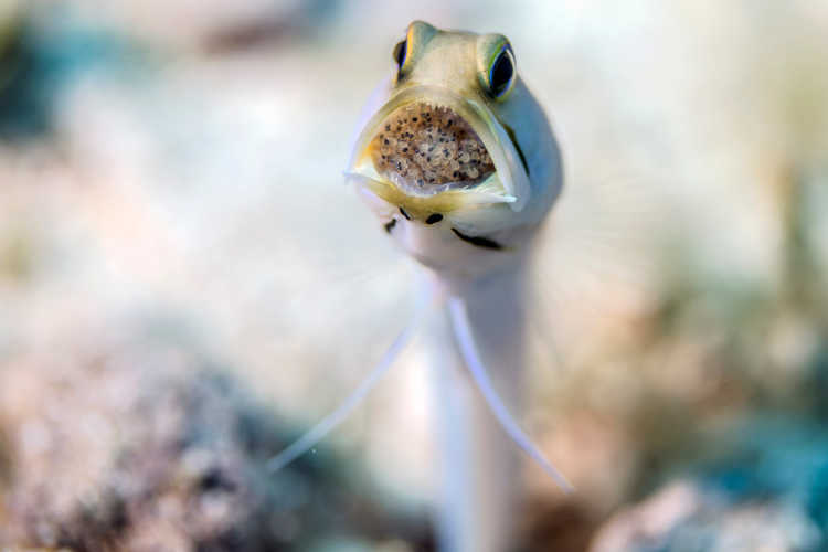 Male Yellow-Headed Jaw Fish with Eggs in his Mouth - Mouth Brooding Male Jawfish from Little Cayman in the Caribbean