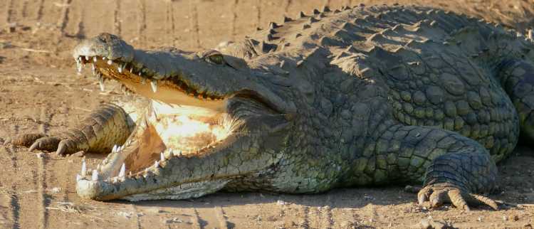 Nile Crocodile (Crocodylus niloticus) thermoregulating ... (51873691926)