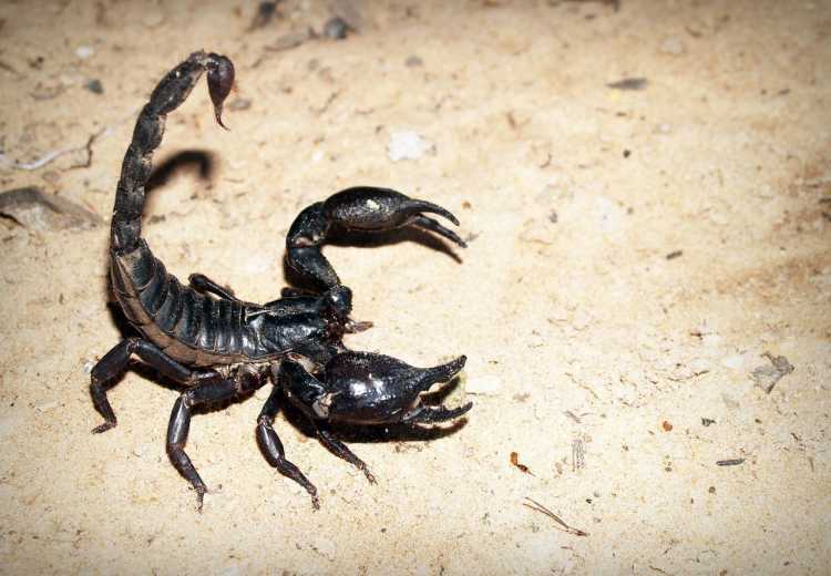 11. Black Emperor Scorpions
