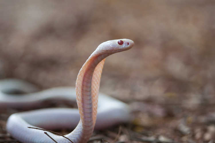 albino snake cobra