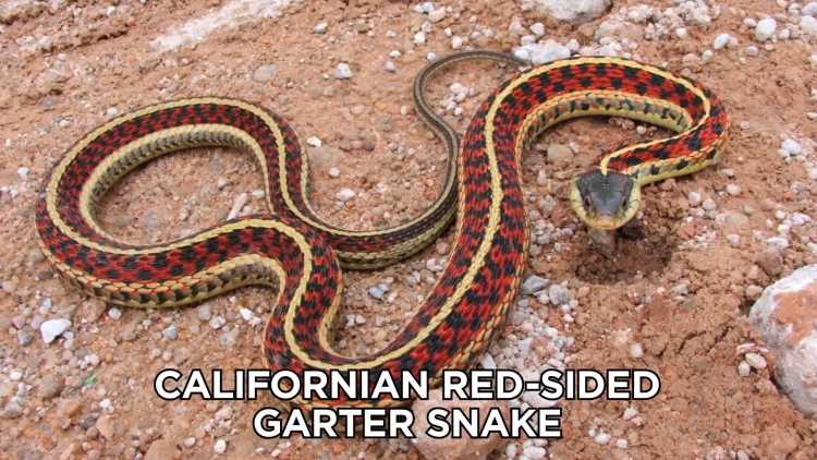 California red-sided garter snake