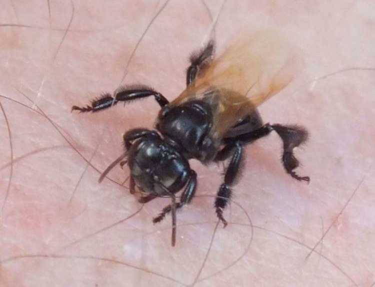 stingless bee bite