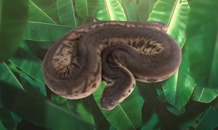 Rarest Snakes in the World elephant trunk snake