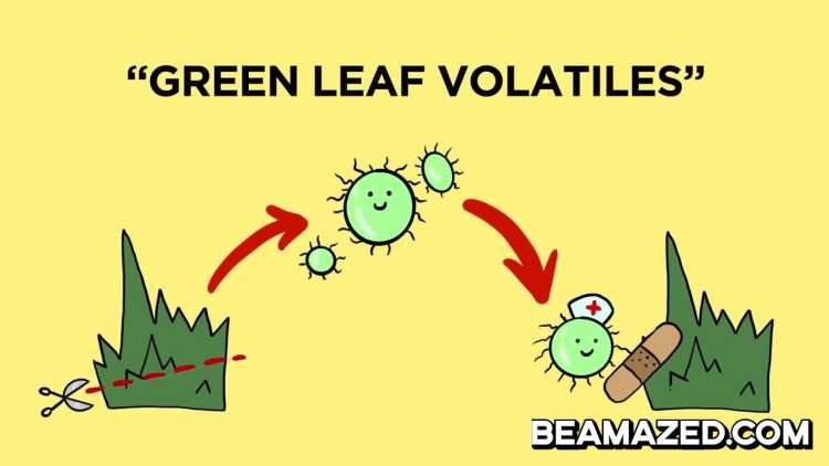 Why does freshly cut grass smell so good? green leaf volatiles