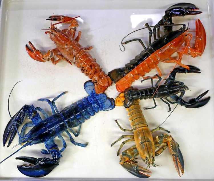 rare things Rare Lobsters
