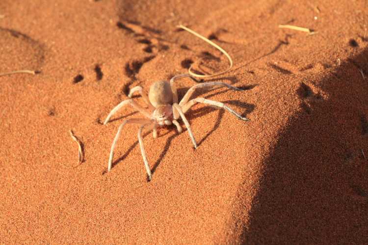 desert spider