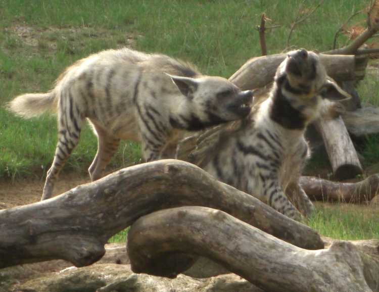 Striped hyenas fighting