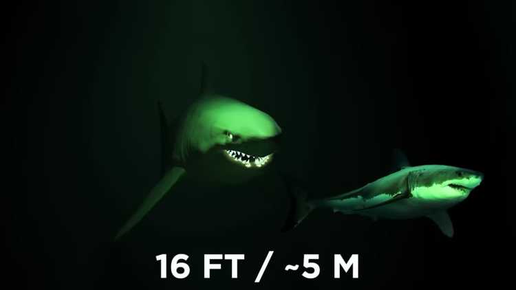 giant white shark