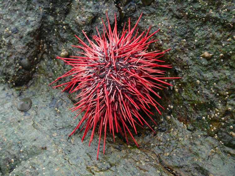 red sea urchin 