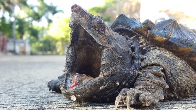 alligator snapping turtle tongue