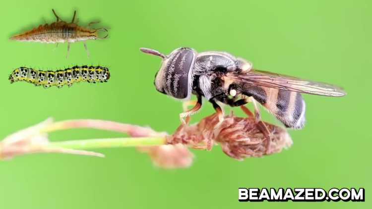 hover flies eating insects