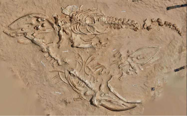 Cerro Ballena Paleontological site fossils Whale hill