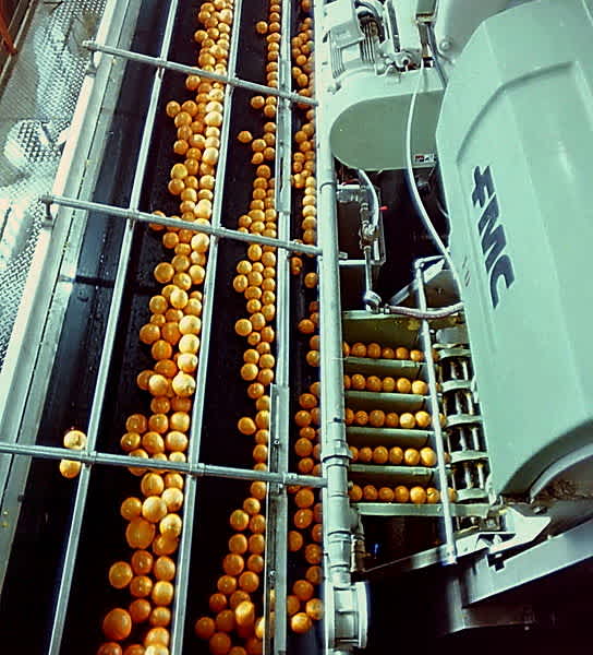 orange juice production