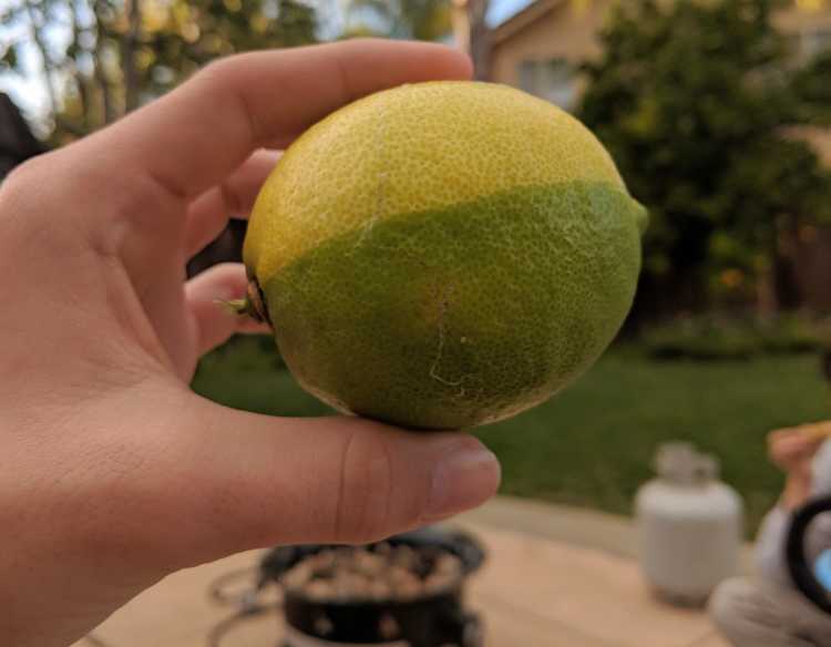 Lemon Lime Hybrid Limon Rare Things