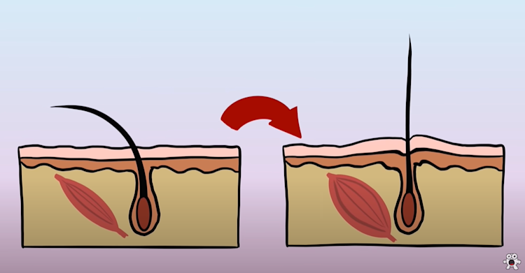 Why do we get Goosebumps? Why do we get Goosebumps?