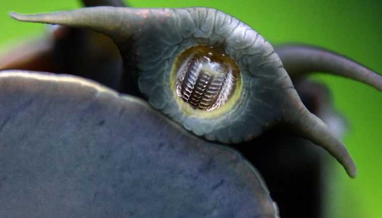 Sharp-Tongued Snails radula 