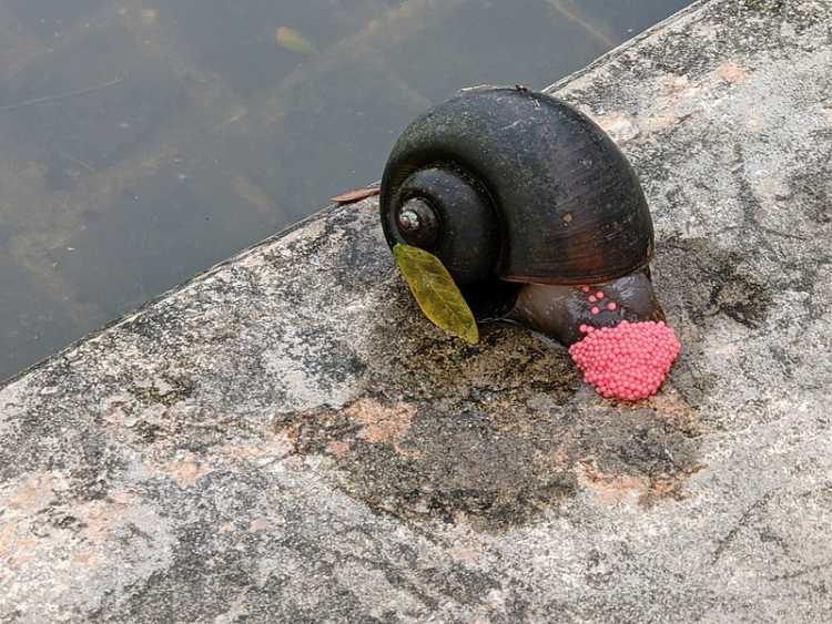 800px-Golden apple snail laying eggs, Singapore