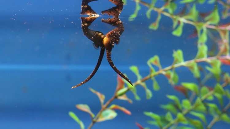 seahorses mating