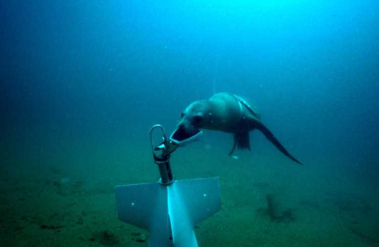 Sea Lion Seal attaching clamp