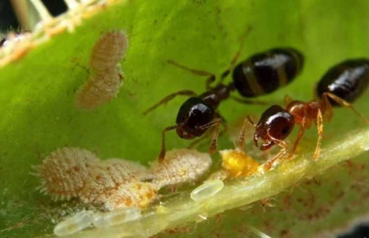 19. Lemon ants