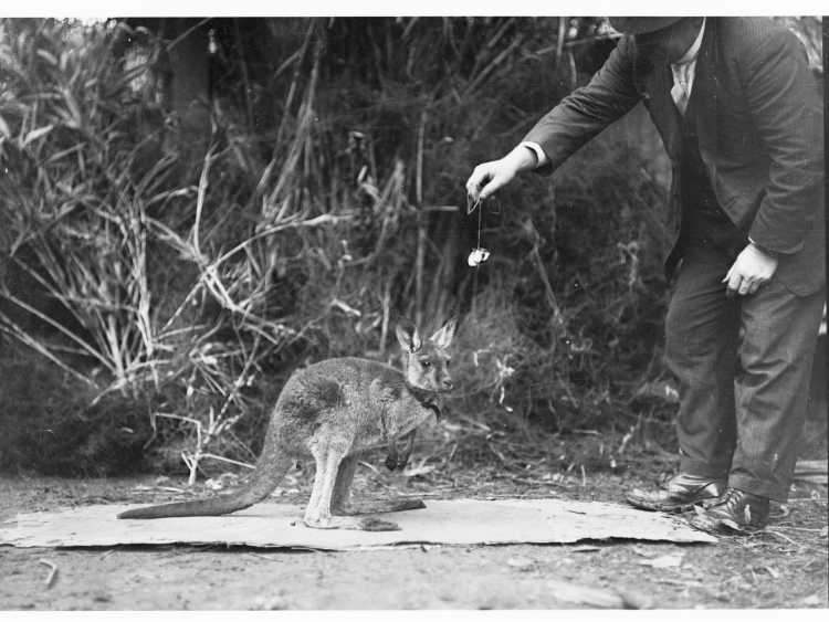 Man feeding a wallaby(GN13748)