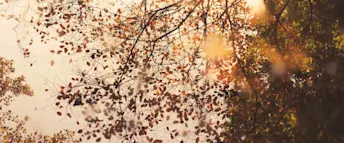 Höstigt träd Zmarta standard förhandsvisnings artikelbild