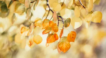 löneväxling.webp Hängande löv i ett träd