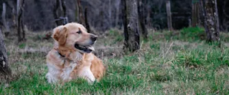 fästingmedel.png hund ligger i gräset.