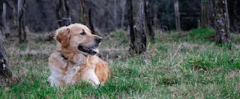 fästingmedel.png hund ligger i gräset.